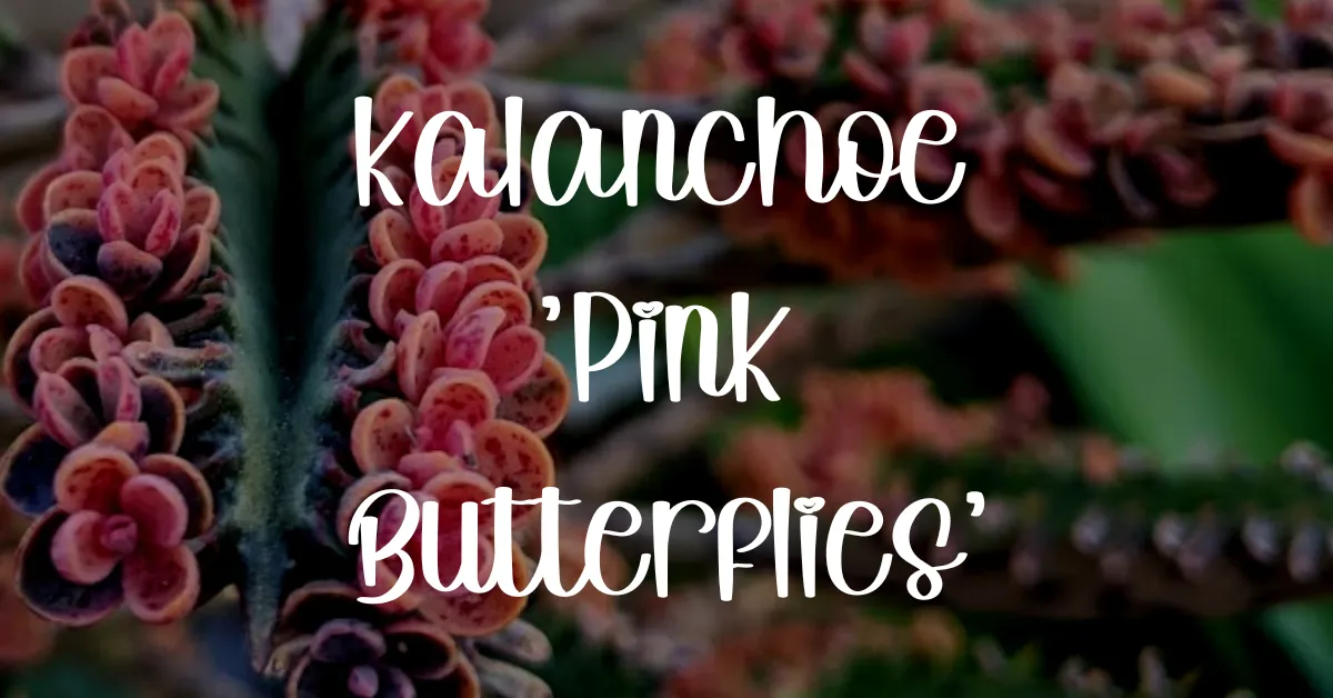 Kalanchoe pink butterflies care guide