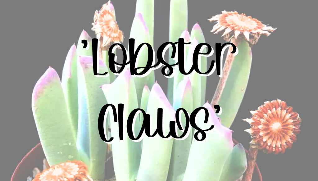 Lobster claws succulent feature feature