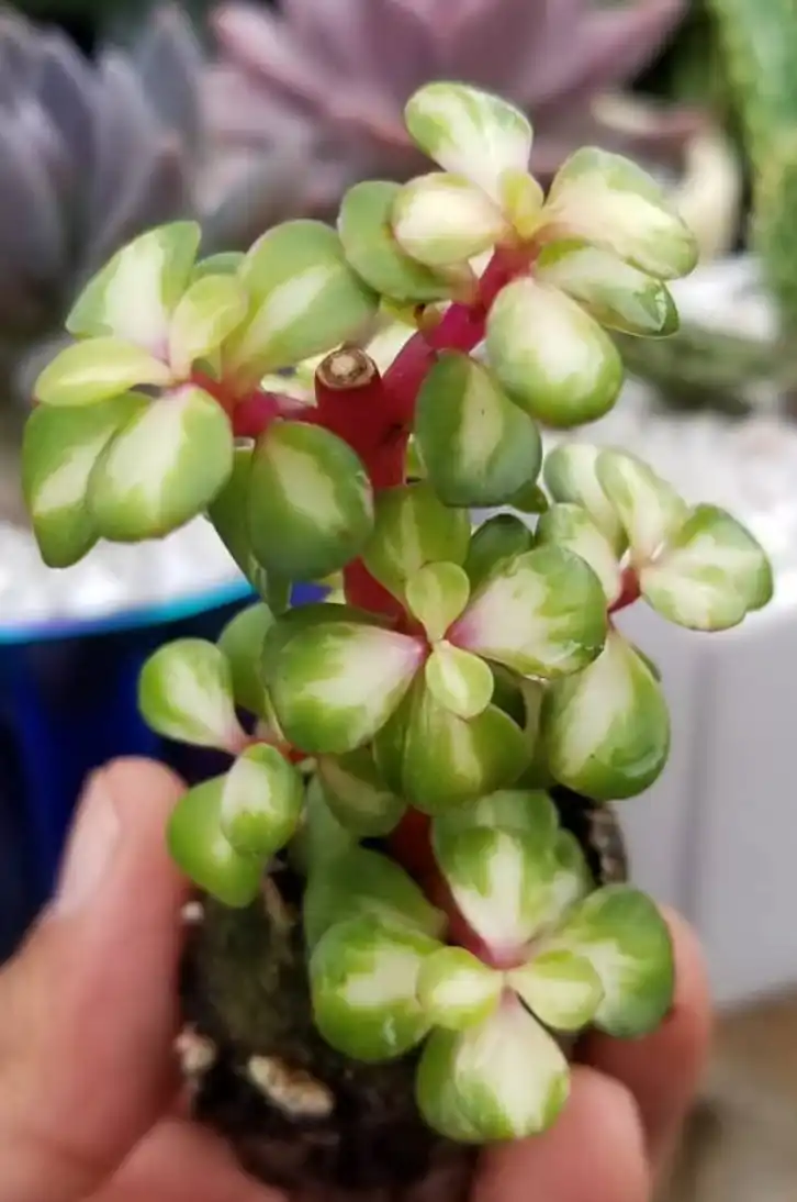 Midstriperainbowelephantbush SUCCULENTdotCARE