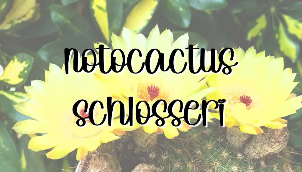 Notocactus schlosseri feature notocactus schlosseri