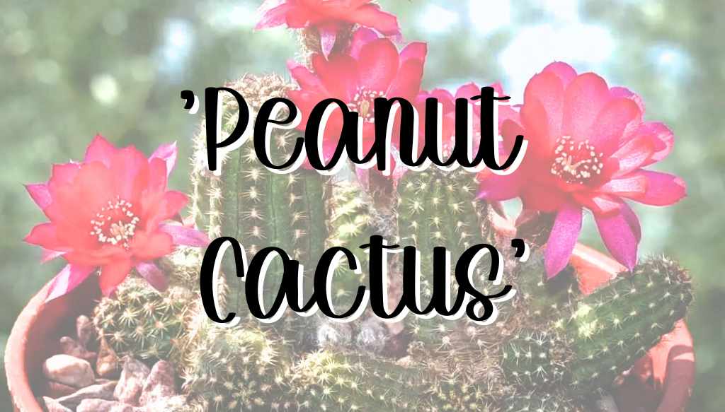 Peanut cactus feature