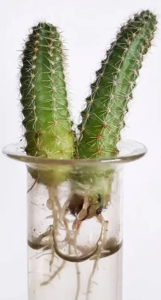 Peanut cactus water propagation peanut cactus