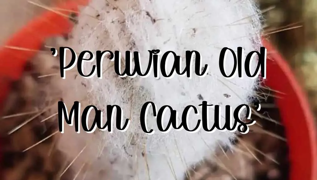 Peruvian old man cactus feature