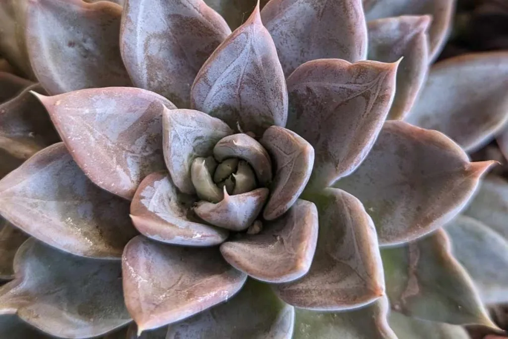 Pests and diseases echeveria silver queen 1024x683 1 silver queen