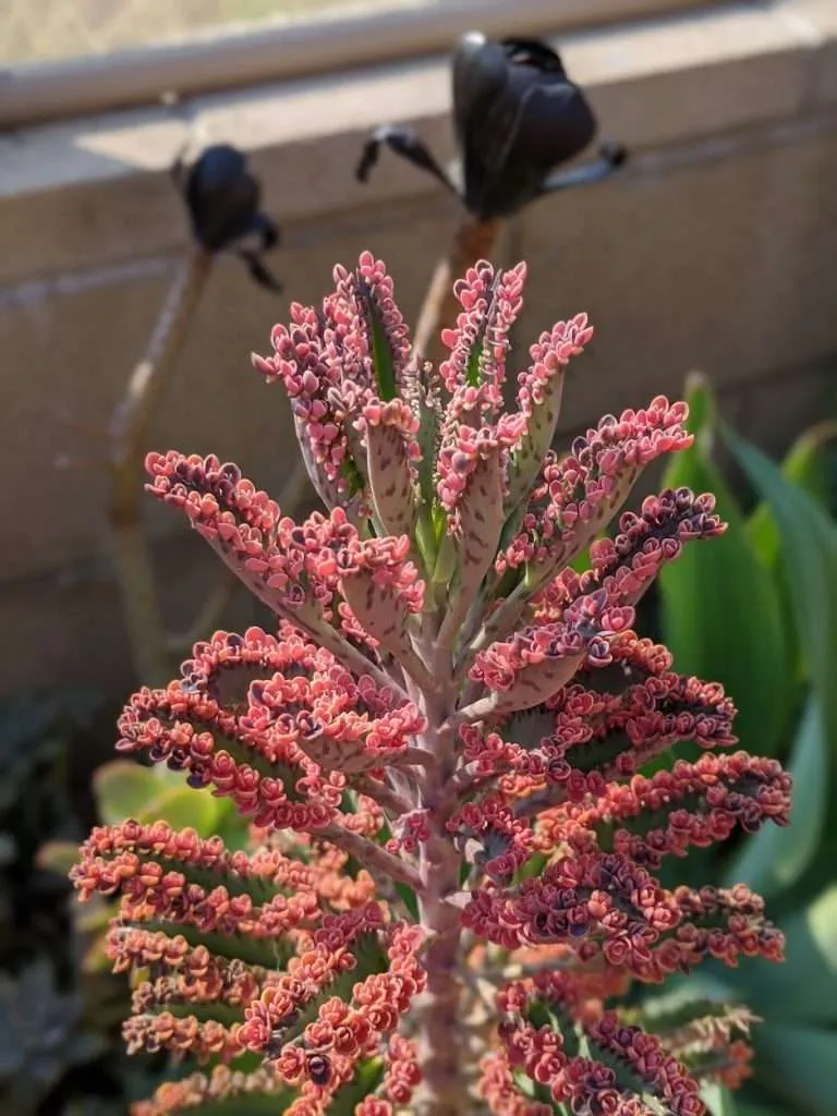 Pink butterfly kalanchoe full of baby plants 768x1024 1 pink butterflies