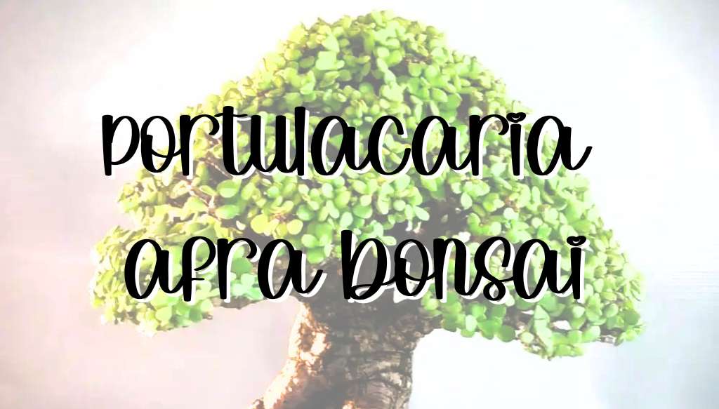 Portulacaria afra bonsai feature