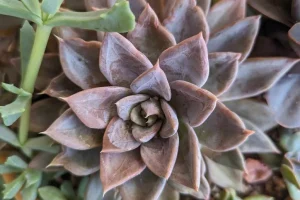 Problems and solutions echeveria silver queen 1024x683 1
