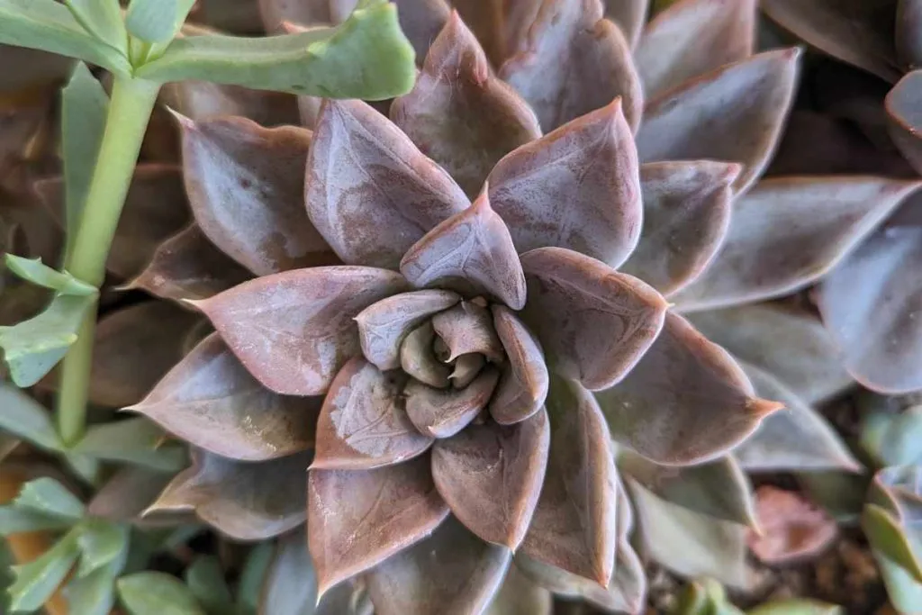 Problems and solutions echeveria silver queen 1024x683 1 silver queen