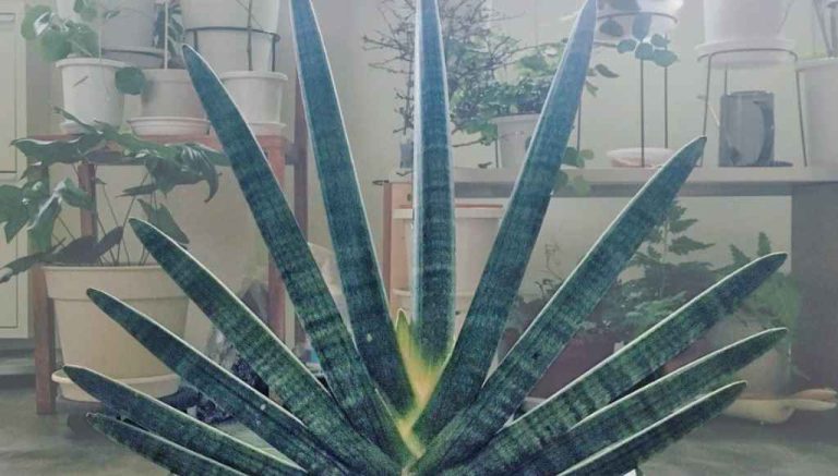 Boncel Sansevieria Cylindrica 'Starfish'/'Boncel'
