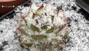 Sempervivum in freezing cold snow