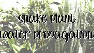 Snake plant water propagation