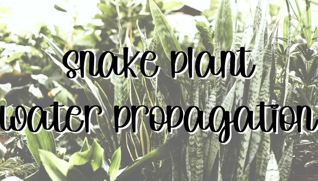 Snake plant water propagation water propagation