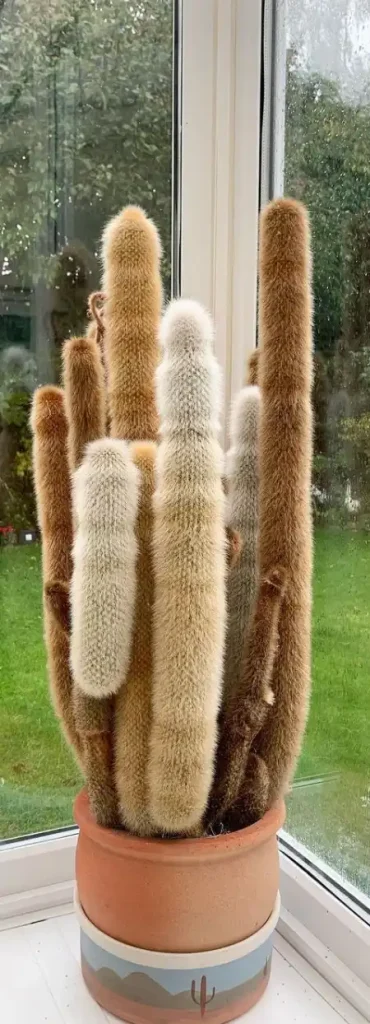 Tall old man cactus in terracotta pot growth