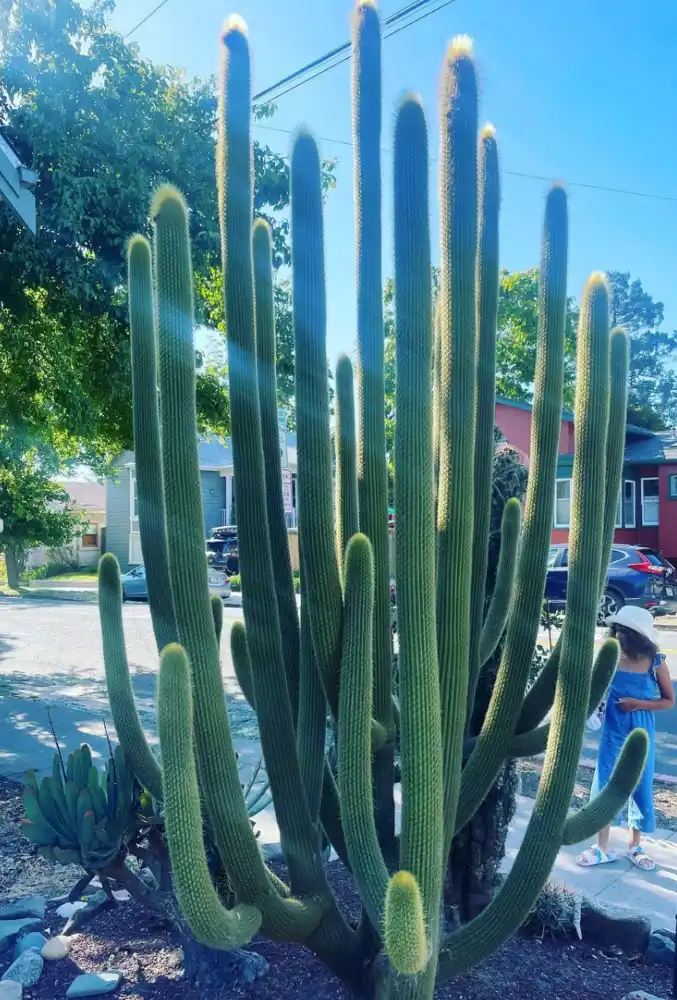 Tall sidewalk cactus growth