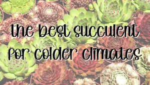The best succulent for colder climates