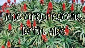 Aloe arborescens ‘torch aloe