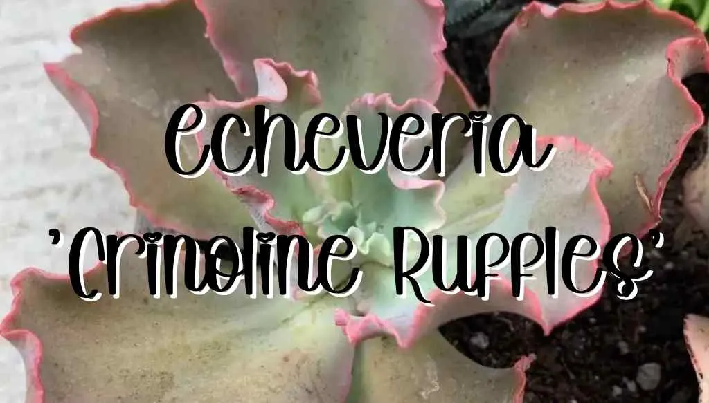 Echeveria crinoline ruffles feature