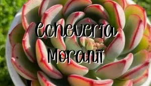 Echeveria moranii feature