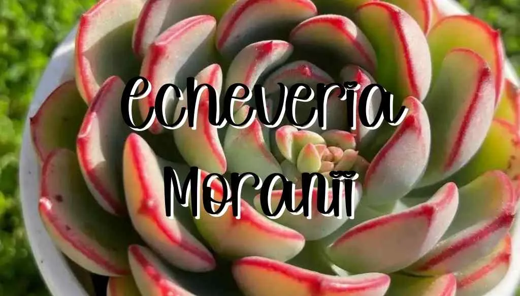 Echeveria moranii feature