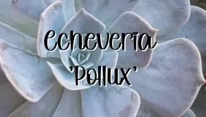 Echeveria pollux feature