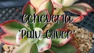 Echeveria pulv oliver feature