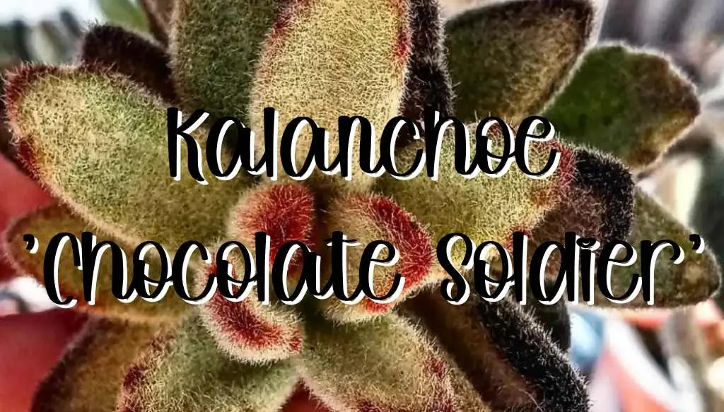 Kalanchoe chocolate soldier 1