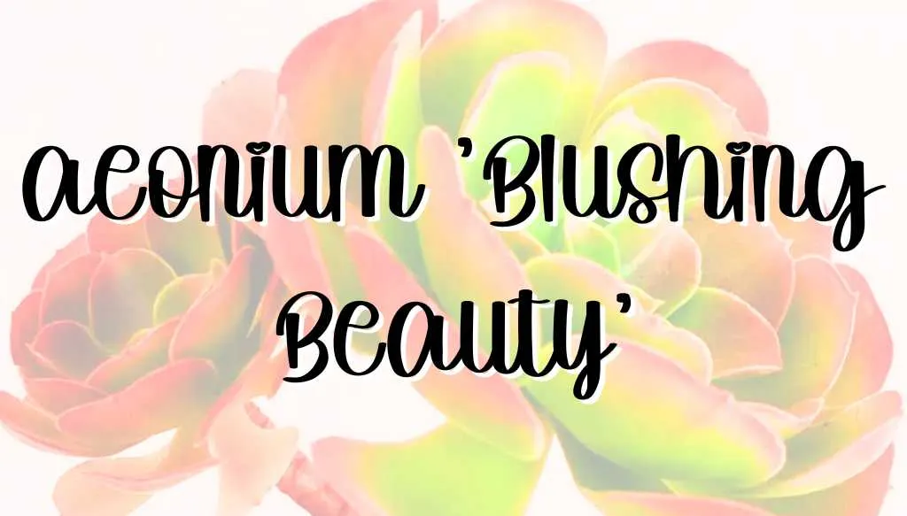 Aeonium blushing beauty feature