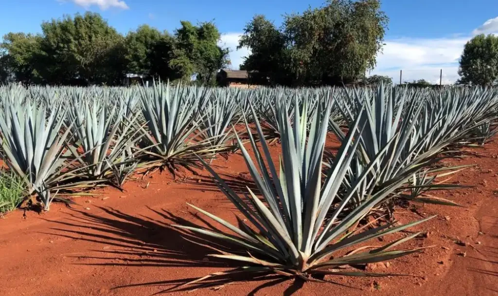 Agave tequilana tequilana