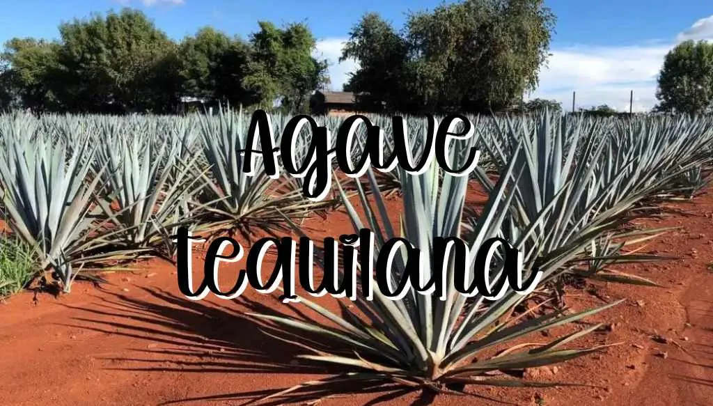 Agave tequilana feature