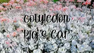 Cotyledon pigs ear feature