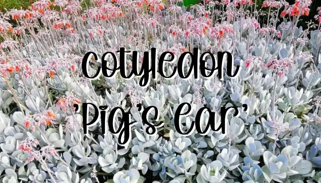 Cotyledon pigs ear feature
