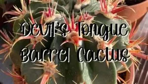 Devils tongue barrel cactus feature