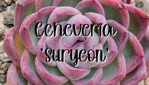 Echeveria suryeon feature