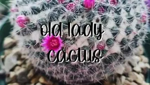 Old lady cactus feature