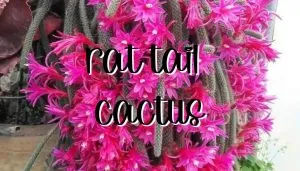 Rat tail cactus feature