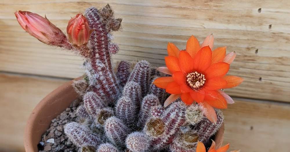 Speed Up Cactus Growth Speed up cactus growth cactus growth