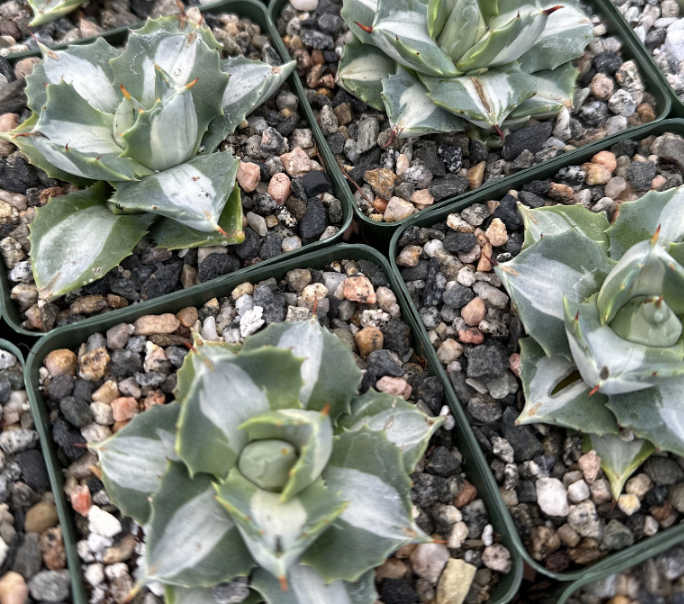 Agave dwarf butterfly variegated bloom