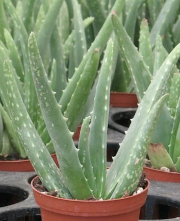 Aloe vera medicinal cactuslimon bloom