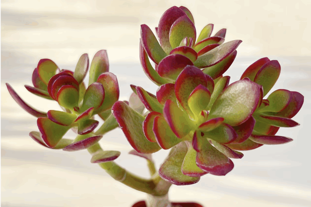 Crassula ovata crosbys compact bloom