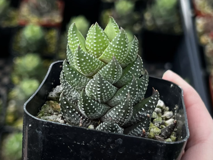 Haworthia coarctata haworthia leaves