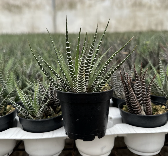 Haworthia for sale haworthia leaves