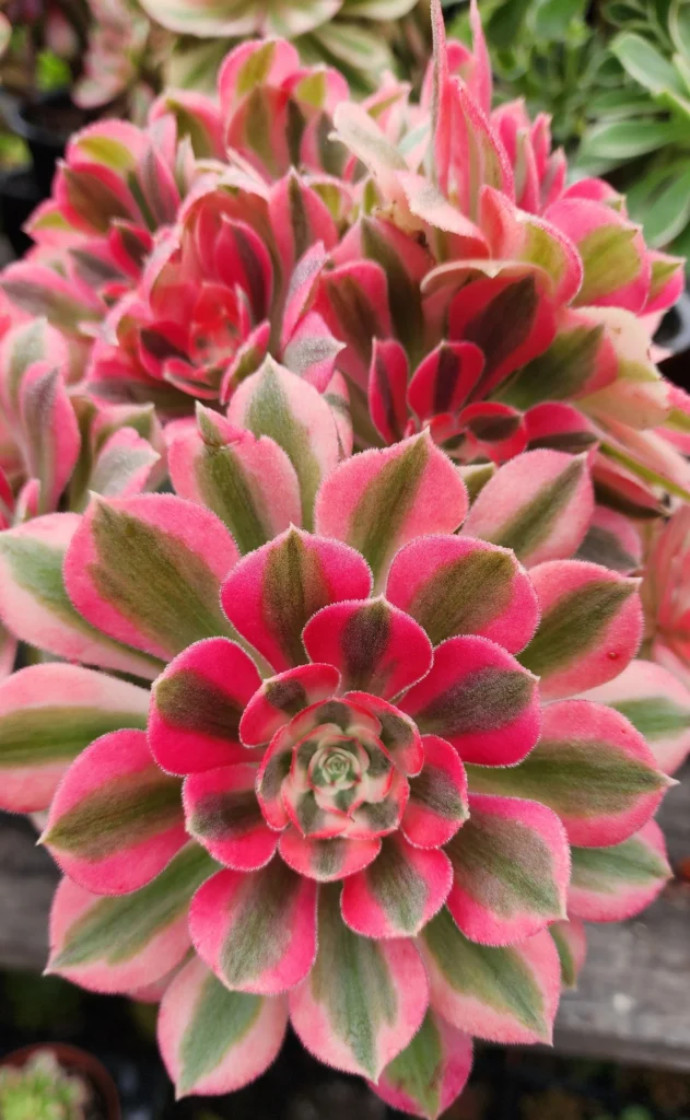 Aeonium pink witch cutting monocarpic