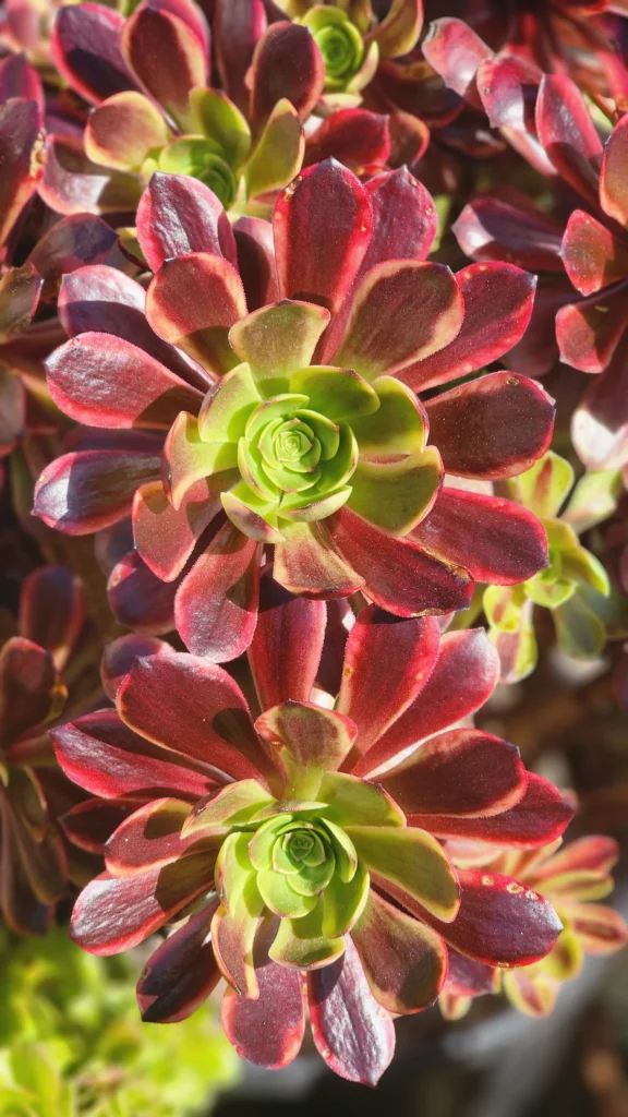 Aeonium superbang cutting monocarpic