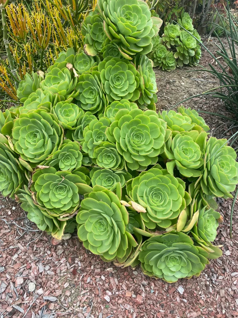 Aeonium urbicum etsy monocarpic