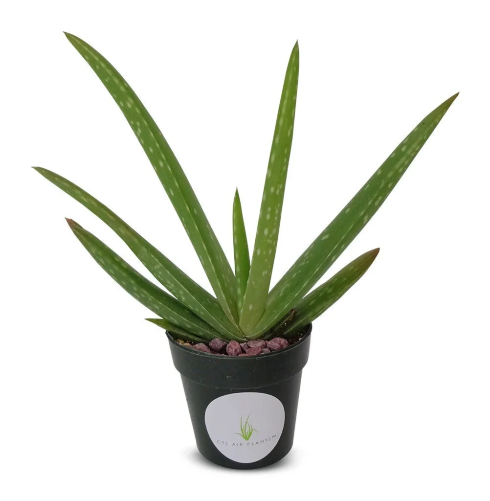 Aloe Vera Succulents For Beginners Aloe vera succulents for beginners beginners