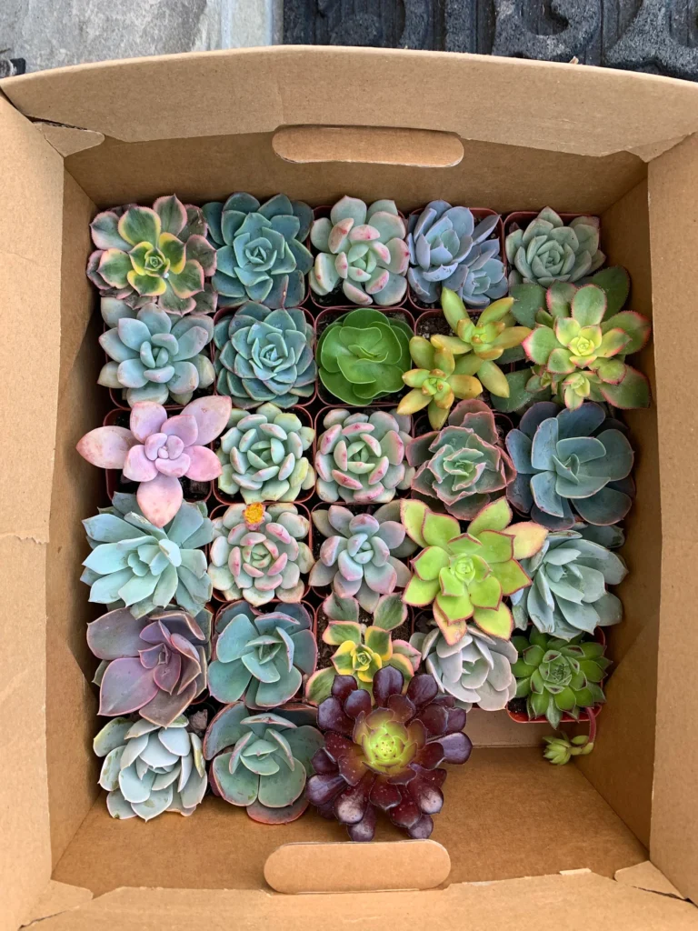 Assorted Baby Succulents Assorted baby succulents propagate succulents
