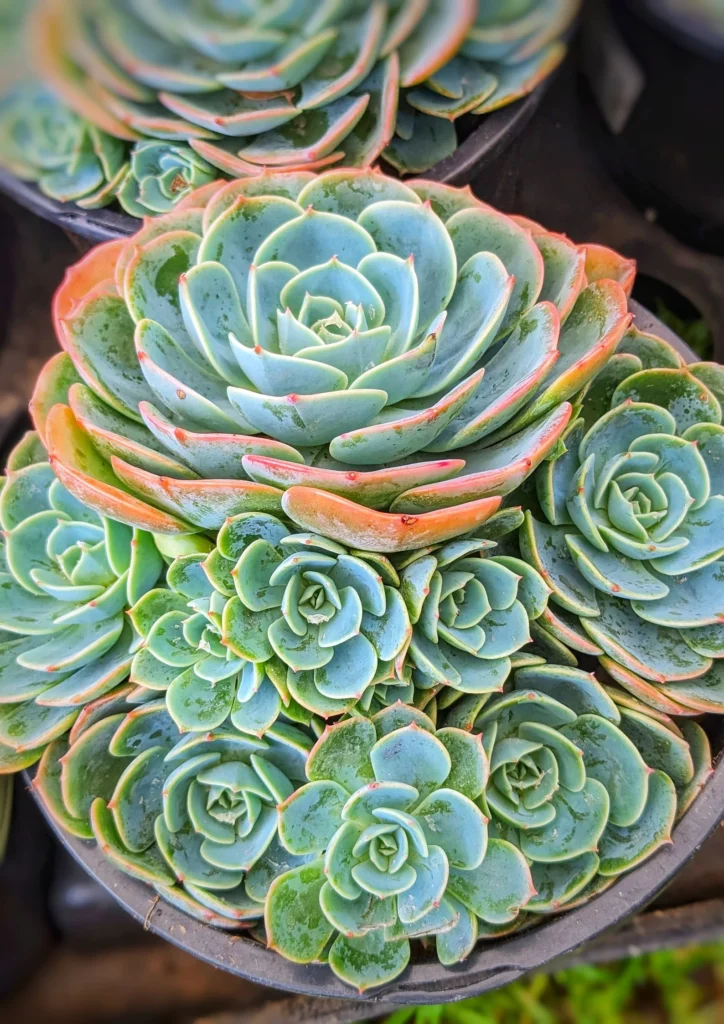 Echeveria Blue Rose Light Echeveria blue rose light light