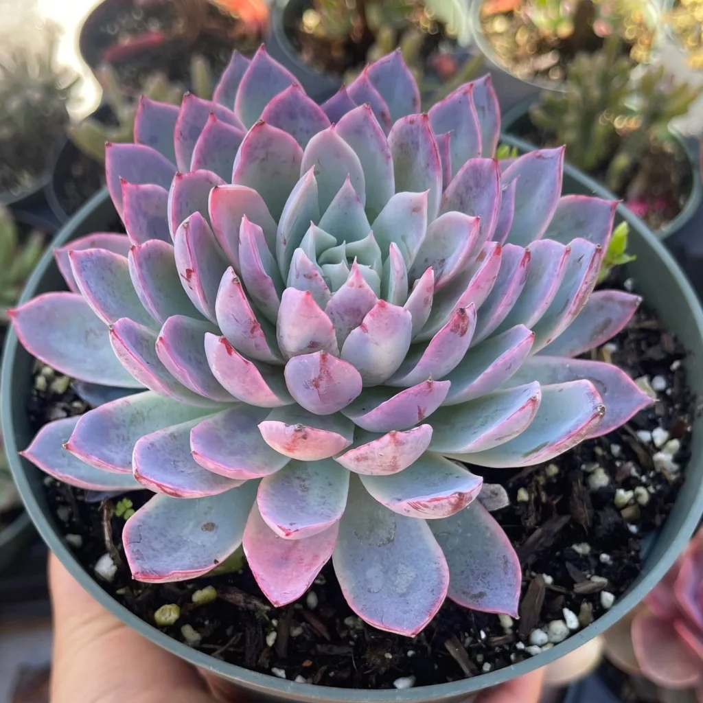 Echeveria Violet Queen Light Echeveria violet queen light light