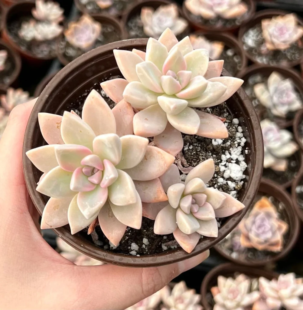 Ghost Plant Succulents For Beginners Ghost plant is a great succulent for beginners