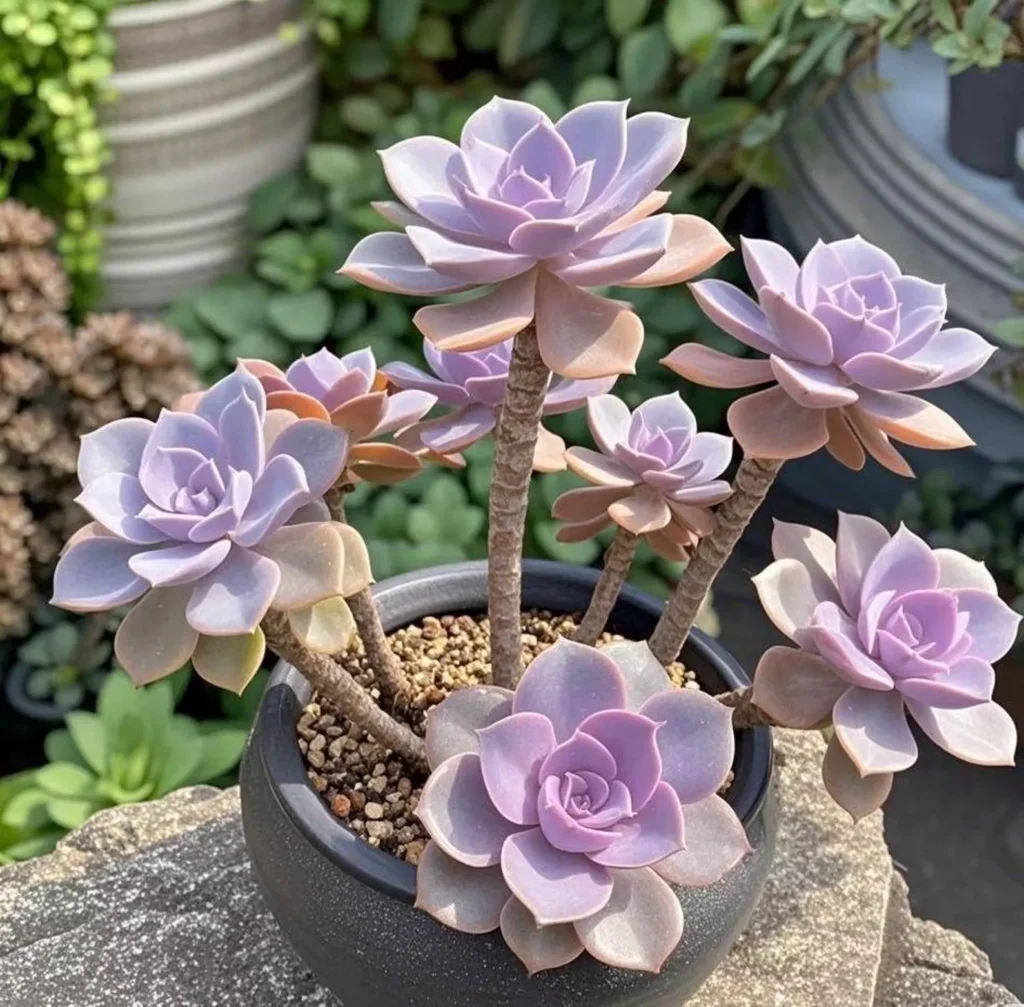 Graptopetalum Purple Delight Graptopetalum purple delight light
